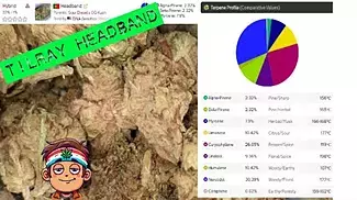 Tilray® T22 Headband Medical Cannabis Flower - UK Strain Review