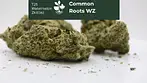 Common Roots T25 WZ Watermelon Zkittlez -  compelling complexity