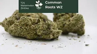 Common Roots T25 WZ Watermelon Zkittlez -  compelling complexity