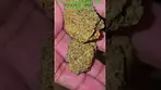 UK Medical Flower. Broken Coast AH T28 Amnesia Haze