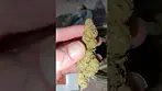 Gelato Dream by Clearleaf MC #medical #uk #gelato #dream