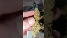 WestPacks420 Video Thumbnail