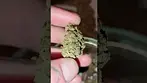 L.A Baker Flower by SOMA OG MC #medical #alternaleaf #somaog #baker
