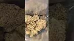 #fridays BLUEBERRY FUEGO 24%THC #medicalcannabis #cannabisdaily #medical #flavours #cannabis