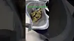 Green Karat: Loud Cake (Pack opening & Weigh)