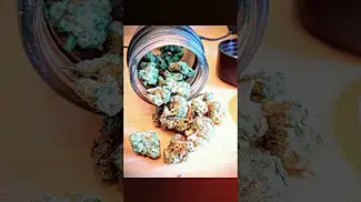 IPS Durban Gorilla 27% #durban #gorillatag #medicalcannabis