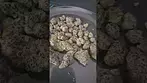 Vasco Cipher Blue Lobster UK Medical Flower First Impressions