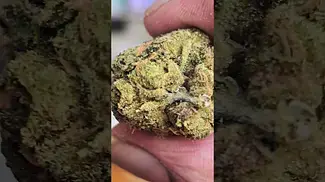 Green Karat - London Marker T27 - (London pound cake x Permanent Marker) - Sticky dense nugs. RESIN!