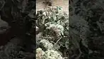 Uklegal #GoodSupplyReserve Og Kush Breath 28%thc 1%cbd #medicated #medicalcannabis #medbud #ukmeds