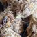 Flower Photo of All Flower/Strains (Prescription Medical Cannabis) CK-HR T20 London Jealousy