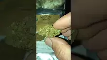Smoking Through the Jungle Ready for the Rumble Video Thumbnail