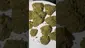 Video Thumbnail: Medi Blaze