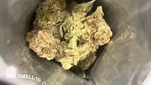 BabyzBudz Video Thumbnail