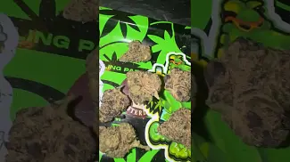 Blue lobster UK medical cannabis 1010 #medical #cannabisheals