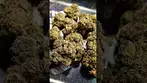 BIG NARSTIE MEDICAL PURPLE MILK (UK PRESCRIPTION MEDICATION)