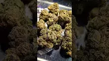 PrescribedBouquet Video Thumbnail