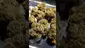 Video Thumbnail: PrescribedBouquet