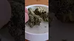 Aurora Pedanois Sourdough UK medical cannabis review