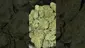 Video Thumbnail: Mary Jane Media 420