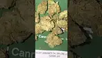 4c labs lemonatti #medicalcannabis
