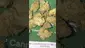 Video Thumbnail: Concanna