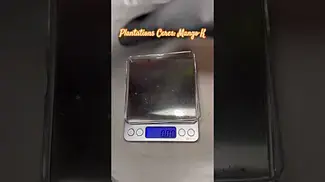 Plantation Ceres: Mango K (Pack opening & Weigh)