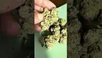 Rainbow Pave plantations ceres Uk Medical Cannabis
