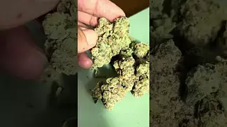 Rainbow Pave plantations ceres Uk Medical Cannabis