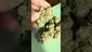 Video Thumbnail:  Pesky Mesky Meds