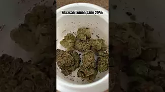 Hexacan Lemon Jane 25% Review #ukmedicalcannabis #medicalcannabis