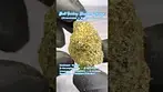 Next Friday: Blueberry Fuego (A closer look & Terp breakdown)