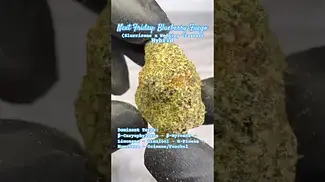 Next Friday: Blueberry Fuego (A closer look & Terp breakdown)