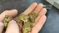 Video Thumbnail: CannaChris
