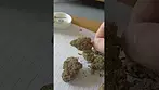 Aurora - Sourdough (Pedanios 29/1 SRD-CA) (UK Medical Cannabis Prescription)