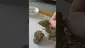 Video Thumbnail: ScottiDunCanna