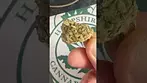 4C Labs - GMO Tropical Reign | First Look 