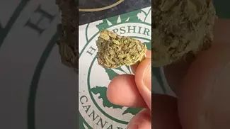 4C Labs - GMO Tropical Reign | First Look 