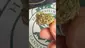 Video Thumbnail: Smokie McGreen