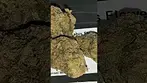 Green Karat Supreme Diesel #ukmedicalcannabis #patient #cannabiseducation