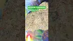 Mac1 by MV #cannabiscommunity #weedchannel #medical #420 #medicalweed #grow #montu #fyp #stonerfam