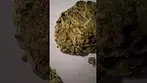 EcoCann MTB IN-T19 - Motorbreath ( UK Medical Cannabis Look At! )