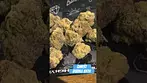 Qwest - Bubble Bath | UK Medical Flower