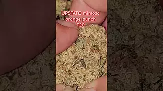UPSTATE mimosa orange punch T20 AzztecMedia Reviews #medbud.wiki #terpenes #backpain #anxiety