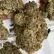 Flower Photo of Companies Cultivating/Producing UK Medical Cannabis PM T26 Purple Milk