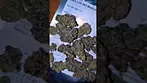 AAAA/Lot420 Lemon Cherry Gelato (19% THC UK Medical)