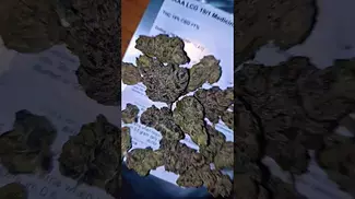AAAA/Lot420 Lemon Cherry Gelato (19% THC UK Medical)