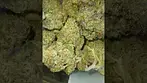 Craft Botanics | Georgia Pie | UK Medical Flower | First Look