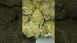 Craft Botanics | Georgia Pie | UK Medical Flower | First Look