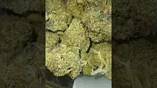 VIP THC Video Thumbnail