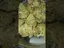 Video Thumbnail: VIP THC